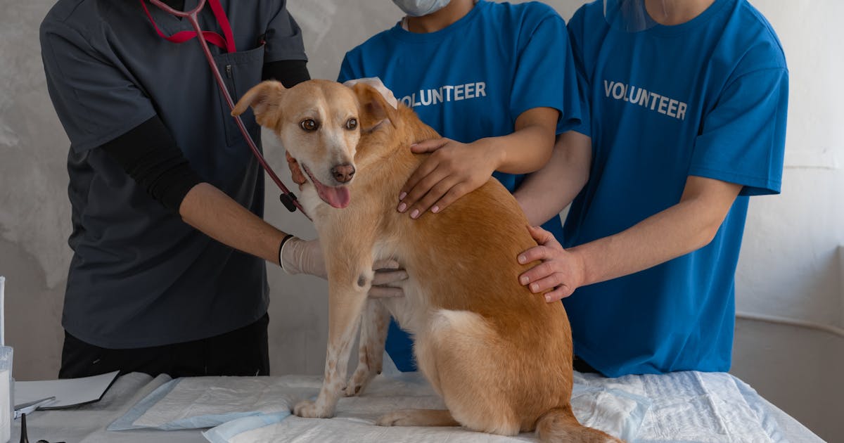 Une équipe vétérinaire prend soin d'un chien à la clinique